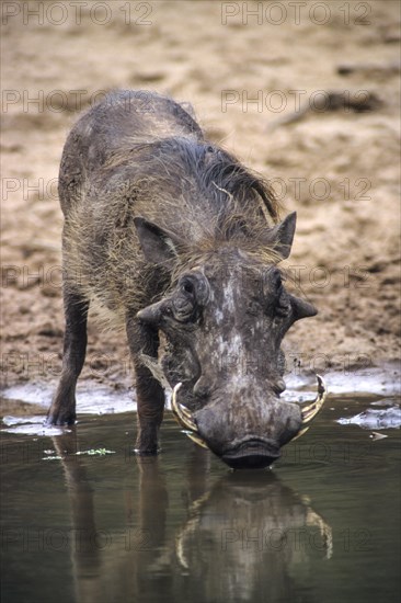 Warthog (Phacochoerus aethiopicus)