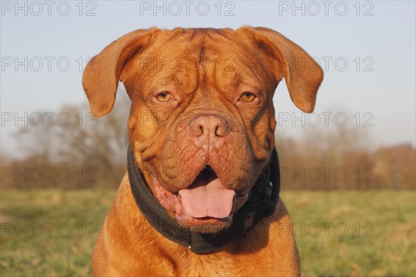 Dogue de Bordeaux or Bordeaux Mastiff