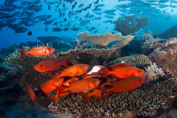 School of Lunar-tailed Bigeye or Moontail Bullseye (Priacanthus hamrur) in a coral reef