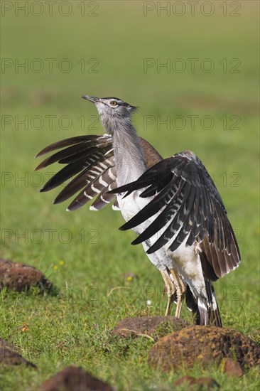 Male kori bustard (Ardeotis kori)