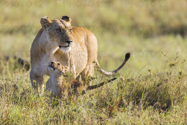 Lioness (Panthera leo) with cub