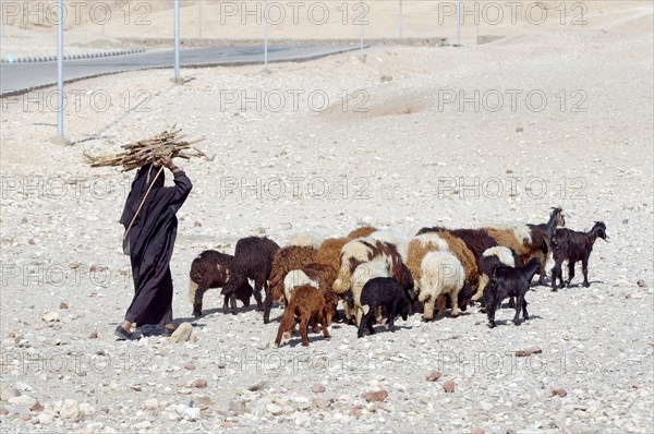 Bedouin woman with herd of goats