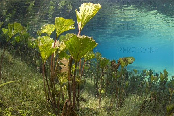 Pestilence Wort or Butterbur (Petasites hybridus)