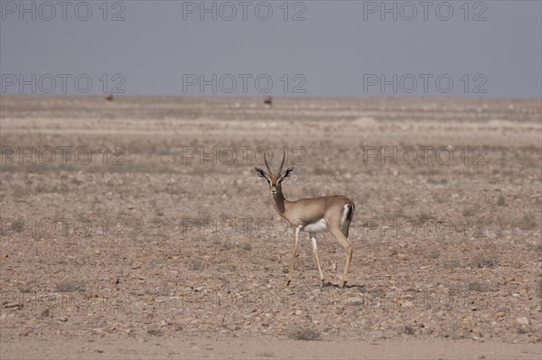Arabian Oryx (Oryx leucoryx)