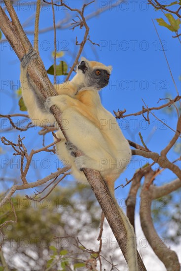 Golden-crowned sifaka(Propithecus tattersalli)