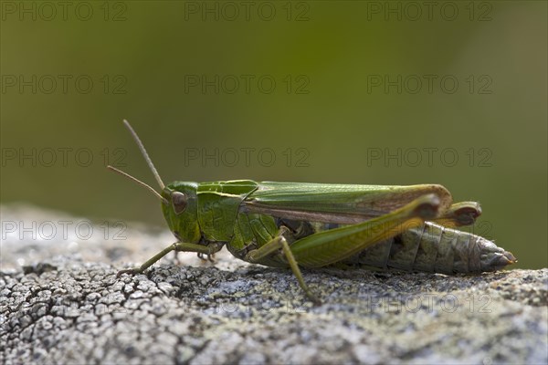 Common Green Grasshopper (Omocestus viridulus)