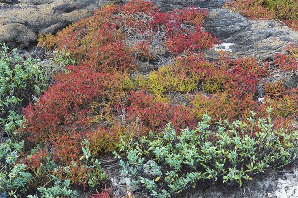 Vegetation on Chinaman's Hat off Santiago Island