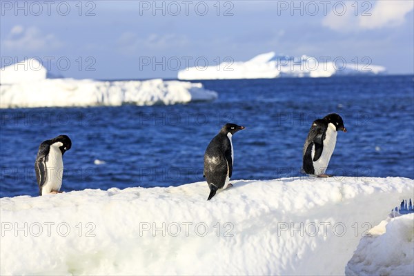 Three Adelie Penguins (Pygoscelis adeliae)