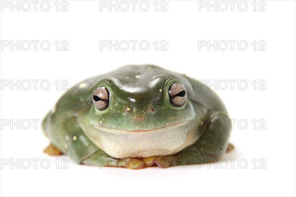 Australian Green Tree Frog (Litoria caerulea)