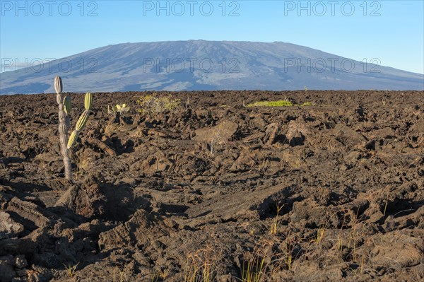 Candelabra Cactus (Jasminocereus thouarsii) in the volcanic landscape of Punta Morena