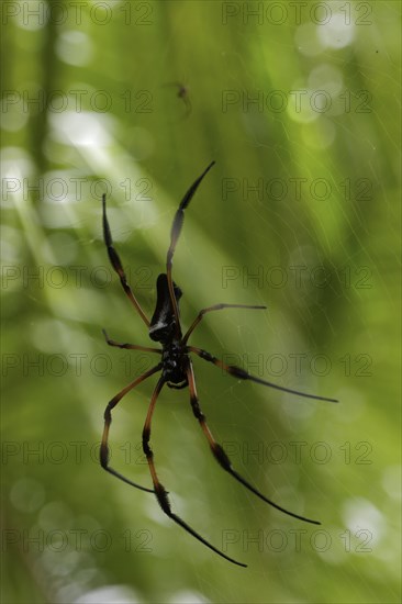 Red-legged Golden Orb-web Spider (Nephila inaurata)