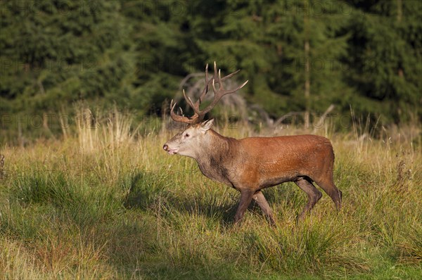 Red Deer (Cervus elaphus)