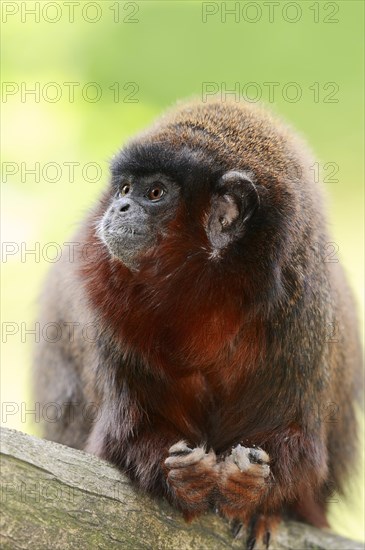 Coppery Titi Monkey or Red Titi Monkey (Callicebus cupreus)