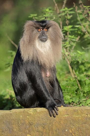 Lion-tailed Macaque or Wanderoo (Macaca silenus)