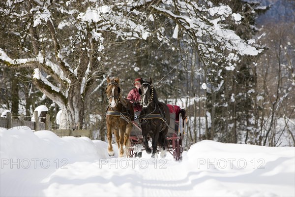 Sleigh with Welsh ponies in winter