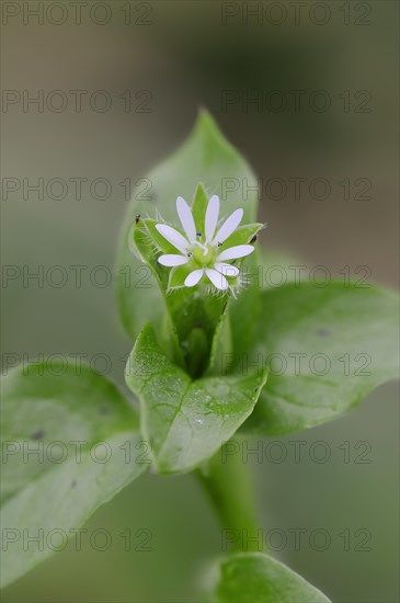 Common Chickweed (Stellaria media)