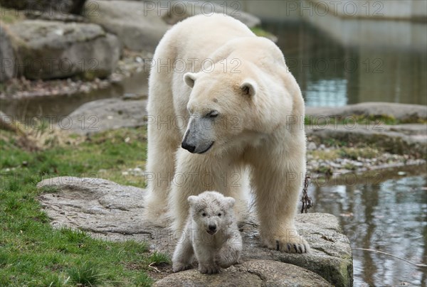 Polar Bears (Ursus maritimus)