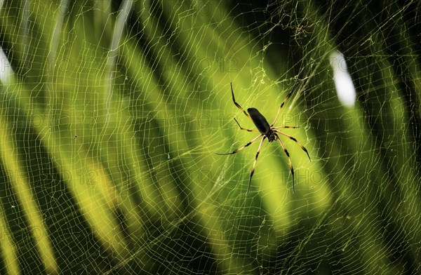 Red-legged Golden Orb-web Spider (Nephila inaurata)