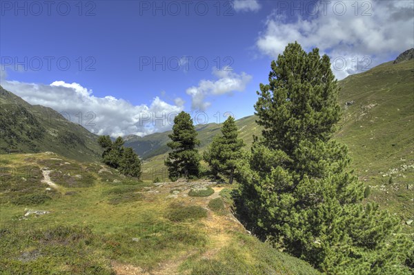 Swiss Stone Pines or Arolla Pines (Pinus cembra) at Flexen Pass