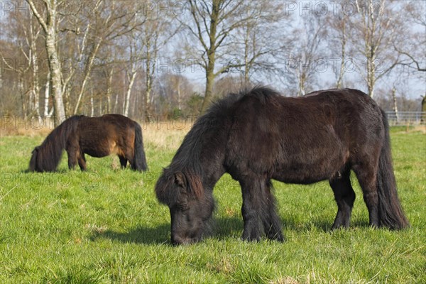 Shetland Pony and behind a mini Shetland pony