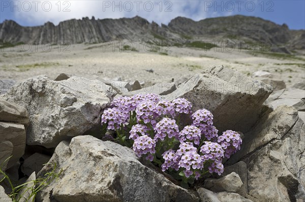 Round-leaved Penny-cress (Thlaspi rotundifolium)