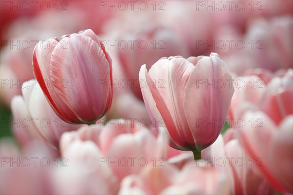 Blossoming pink tulips