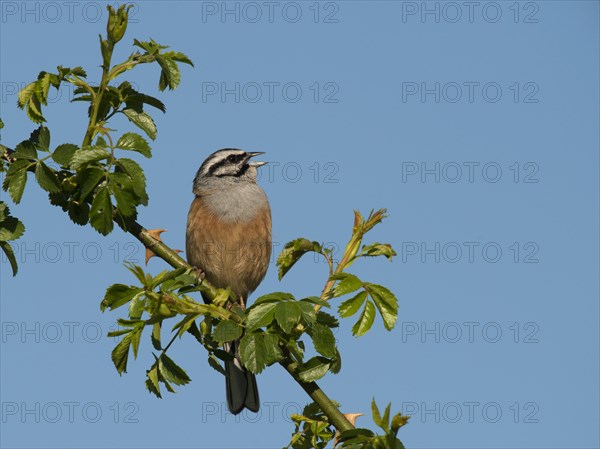 Rock Bunting (Emberiza cia)