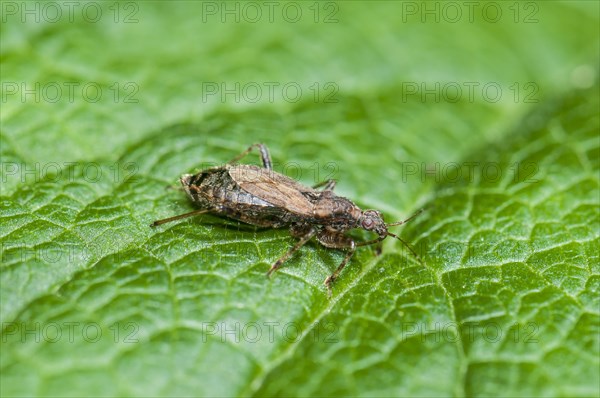 Ant Damsel Bug (Himacerus mirmicoides)