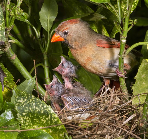 Northern Cardinal (Cardinalis cardinalis)