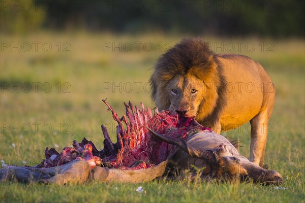 Lion (Panthera leo)