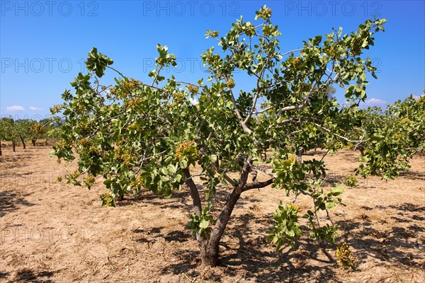 Pistachio trees (Pistacia vera)