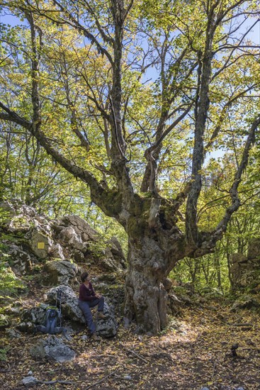 Sycamore Maple (Acer pseudoplatanus)