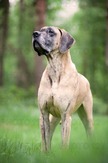 German mastiff