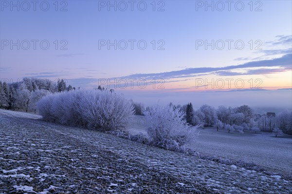 Wintry landscape in hoarfrost