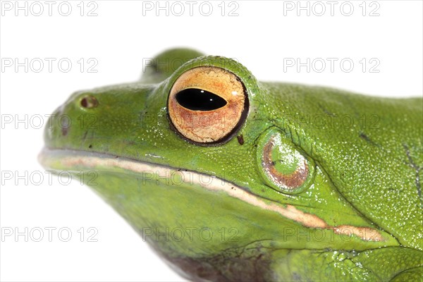 White-lipped Tree Frog (Litoria infrafrenata)