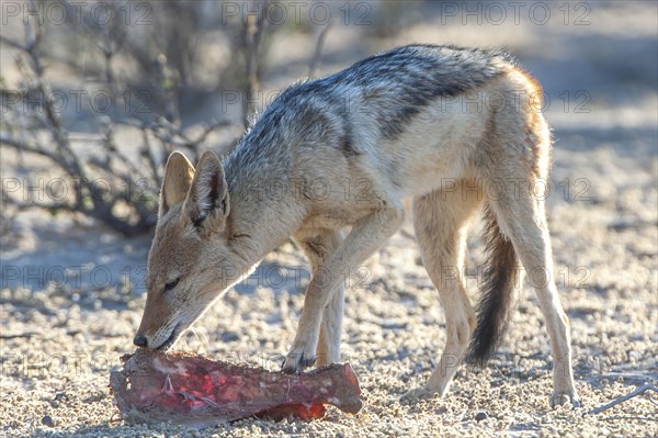 Black-backed jackal (Canis mesomelas) feeding on the remains of an antelope carcass