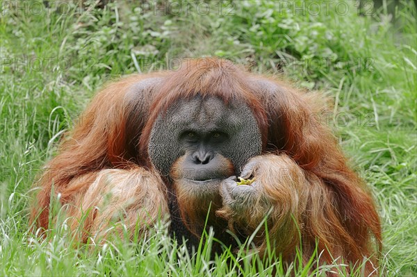 Sumatran Orangutan (Pongo pygmaeus abelii