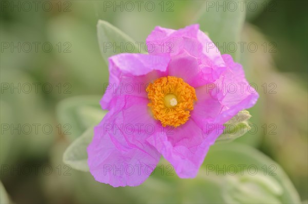 White-leaved Rock Rose (Cistus albidus)