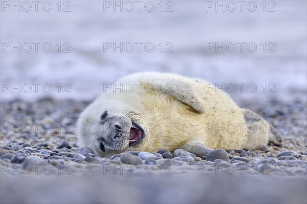 Grey Seal (Halichoerus grypus)