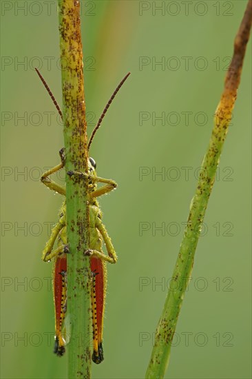 Large Marsh Grasshopper (Mecostethus grossus)