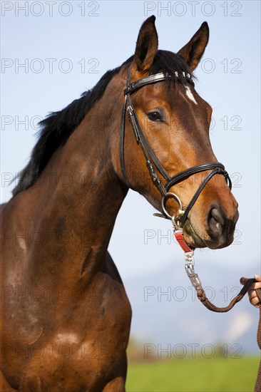 Austrian Warmblood