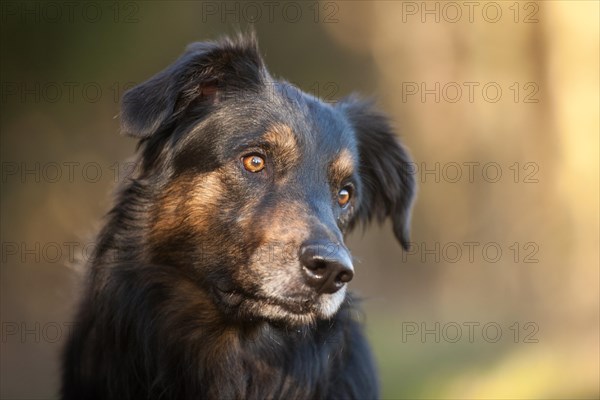 German Shepherd half breed