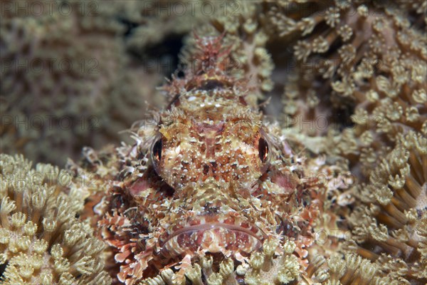 Bearded scorpionfish (Scorpaenopsis barbata) hidden amongst leathery corals (Alcyoniidae)