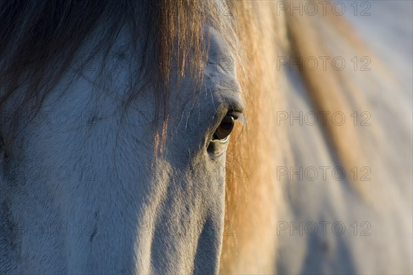 Lusitano horse