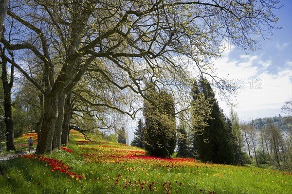 Colourful spring meadow with daffodils and tulips