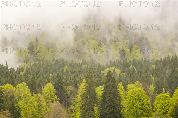 Forest in rainy weather