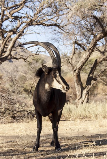 Sable Antelope (Hippotragus niger)