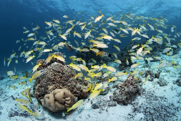 Bluestripe Snapper (Lutjanus kasmira)