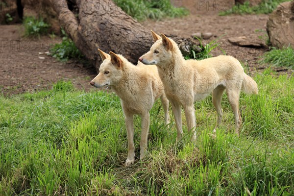 Dingoes (Canis familiaris dingo)