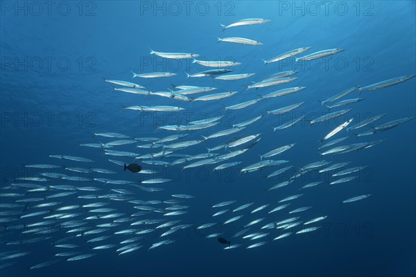 Battery of Obtuse Barracudas (Sphyraena obtusata)